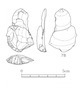 図版 174-S078.jpg