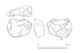 図版 174-S142.jpg