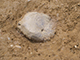 FileNo.178-084.jpg