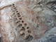 FileNo.180-011.jpg