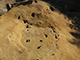 FileNo.181-095.jpg