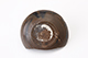 FileNo.181-500.jpg