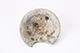 FileNo.181-515.jpg