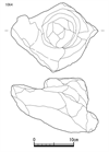 図版 181-JE1064.png