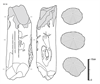 図版 181-JEW056.png