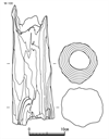 図版 181-JEW100.png