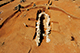 FileNo.184-041.jpg