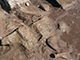 FileNo.182-010.jpg