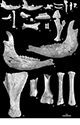FileNo.182-042.jpg