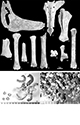 FileNo.182-043.jpg