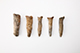 FileNo.182-295.jpg