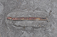 FileNo.186-031.jpg