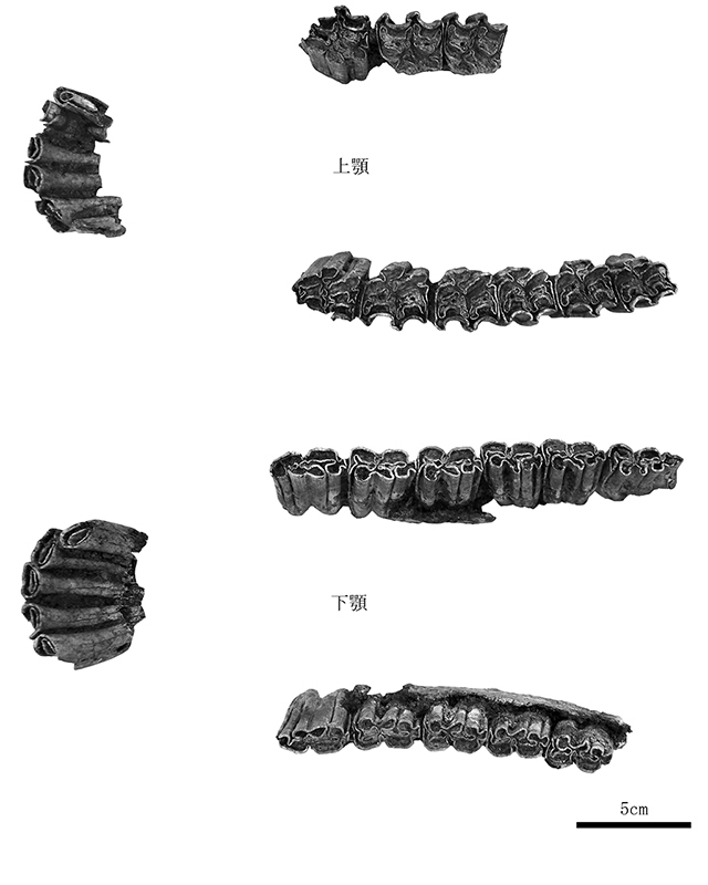 FileNo.189-018.jpg