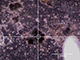 FileNo.194-021.jpg
