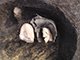 FileNo.196-061.jpg