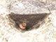 FileNo.196-116.jpg