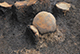 FileNo.196-156.jpg