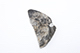 FileNo.197-288.jpg