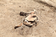 FileNo.199-109.jpg