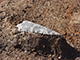 FileNo.203-017.jpg