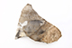 FileNo.206-096.jpg