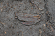 FileNo.204-0153.jpg