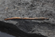 FileNo.204-0157.jpg