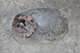 FileNo.204-0222.jpg