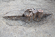 FileNo.204-0238.jpg
