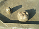 FileNo.204-0317.jpg