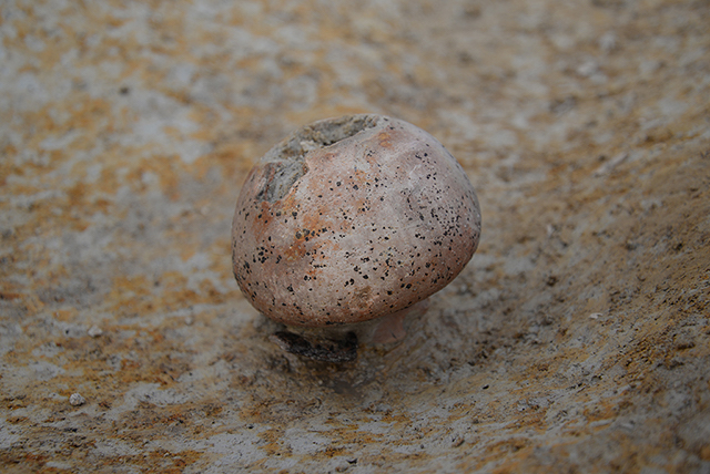 FileNo.207-008.jpg