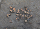 FileNo.210-079.jpg