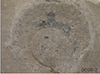 FileNo.209-137.png