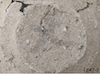 FileNo.209-271.png