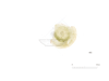 図版 214-J412.png