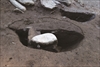 FileNo.215-017.jpg