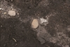 FileNo.215-038.jpg
