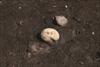 FileNo.215-040.jpg