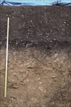 FileNo.215-050.jpg