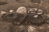 FileNo.215-108.jpg