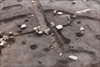 FileNo.215-153.jpg