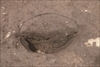FileNo.215-159.jpg