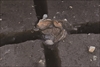 FileNo.215-237.jpg