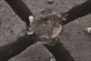 FileNo.215-239.jpg