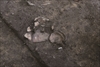FileNo.215-321.jpg