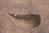 FileNo.215-349.jpg