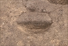 FileNo.215-381.jpg