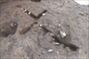 FileNo.215-398.jpg