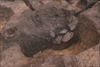 FileNo.215-408.jpg