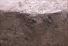 FileNo.215-437.jpg
